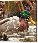 Mallard Duck Taking Bath Acrylic Print