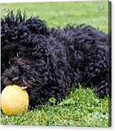 Maltipoo Puppy Playing With A Ball Acrylic Print
