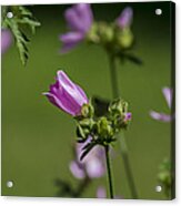 Malva Sylvestris Acrylic Print