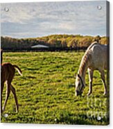 Mama And Her Foal Acrylic Print