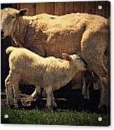 Mama Sheep And Baby Lamb Acrylic Print