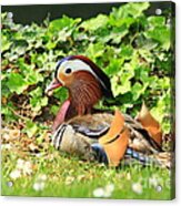 Mandarin Duck In The Grass Acrylic Print