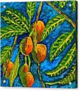 Mangoes Delight Acrylic Print