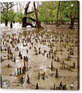 Mangrove Aerial Roots Acrylic Print