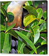 Mangrove Cuckoo Acrylic Print