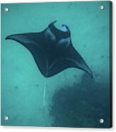 Manta Ray Swimming In The Pacific Acrylic Print