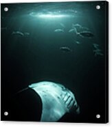 Manta Ray Swims Under Light At Night Acrylic Print