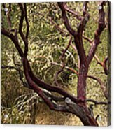 Manzanita Tree Acrylic Print