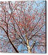 Maple In Bloom Acrylic Print
