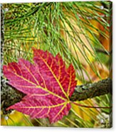 Maple Leaf In The Pines Acrylic Print