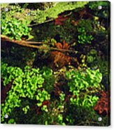 Maple Leaves And Watercress Acrylic Print