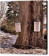 Maple Syrup Buckets Acrylic Print