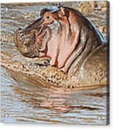 Mara River Hippo Acrylic Print