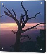 Marble View Snag-v Acrylic Print