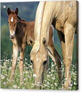 Mare And Foal In Meadow Acrylic Print