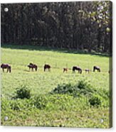 Mares And Foals Acrylic Print