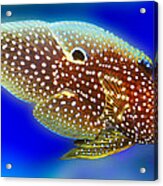 Marine Beta Fish Calloplesiops Altivelis Acrylic Print