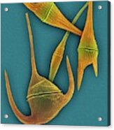 Marine Dinoflagellates (ceratium Spp.) Acrylic Print