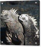 Marine Iguana Male And Female Galapagos Acrylic Print