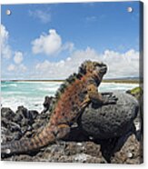 Marine Iguana Tortuga Bay Galapagos Acrylic Print