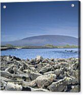 Marine Iguanasy Basking Galapagos Acrylic Print