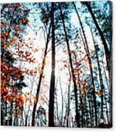 Mark Twain Forest Acrylic Print