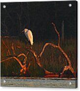 Marsh Bird Sunrise Acrylic Print