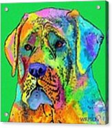 Mastiff Acrylic Print