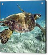 Maui Turtle Acrylic Print