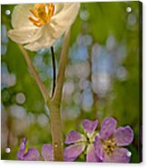 May Apples And Wild Geraniums Acrylic Print