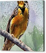 Meadowlark Acrylic Print