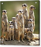Meerkat Family On Lookout Acrylic Print