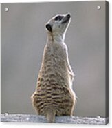 Meerkat Sunning Africa Acrylic Print