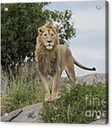 Meeting Of The Eyes - Lion Acrylic Print