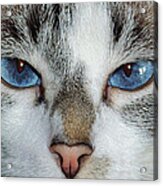 Meow Acrylic Print