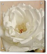 Merangue Rose Acrylic Print