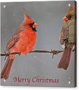 Merry Christmas Cardinals Acrylic Print