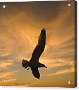 Mew Gull At Sunset La Jolla California Acrylic Print