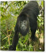 Mexican Black Howler Monkey Belize Acrylic Print