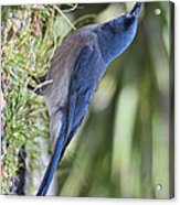Mexican Jay Drinking - Phone Case Design Acrylic Print