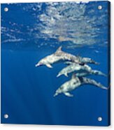 Mexico, Yucatan, Isla Mujeres, Caribbean Sea, Atlantic Spotted Dolphins, Stenella Frontalis Acrylic Print