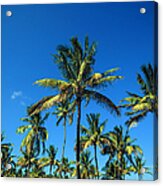 Miami Beach Park Acrylic Print