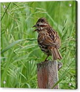 Mighty Sparrow Acrylic Print