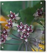 Milkweed With Monarch Caterpillars Acrylic Print