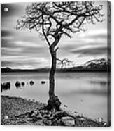 Millarochy Tree Loch Lomond Acrylic Print