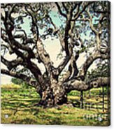Millennium Live Oak - Big Tree At Goose Island Acrylic Print