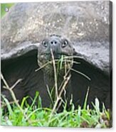 Million Year Stare Acrylic Print