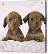 Miniature Dachshund Puppies Acrylic Print