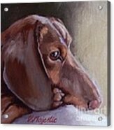 Miniature Doxin Daydreaming- Dachshund Pet Portrait Acrylic Print