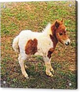 Miniature Horse Acrylic Print